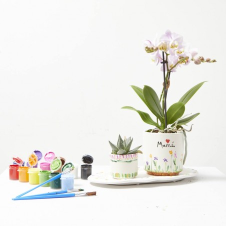 SET REGALO PLANTAS CON CUBRE + PINTURAS