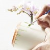 SET REGALO PLANTAS CON CUBRE + PINTURAS