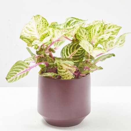 IRESINE MACETA 13CM