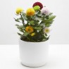 MARGARITA FLOWER POPS CARNAVAL M-14