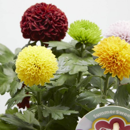 MARGARITA FLOWER POPS CARNAVAL M-14