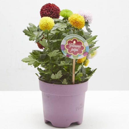 MARGARITA FLOWER POPS CARNAVAL M-14