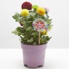 MARGARITA FLOWER POPS CARNAVAL M-14