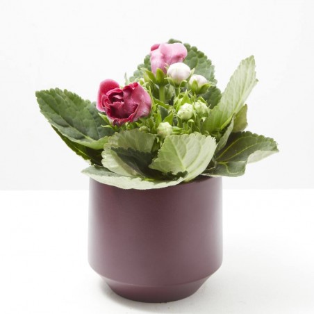 GLOXINIA MACETA 13CM