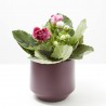 GLOXINIA MACETA 13CM