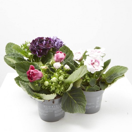 GLOXINIA MACETA 13CM