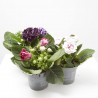 GLOXINIA MACETA 13CM
