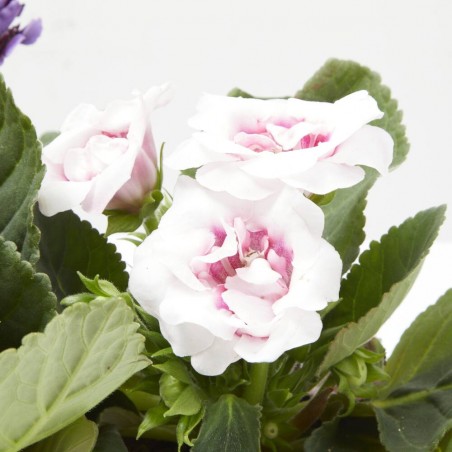 GLOXINIA MACETA 13CM