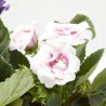 GLOXINIA MACETA 13CM
