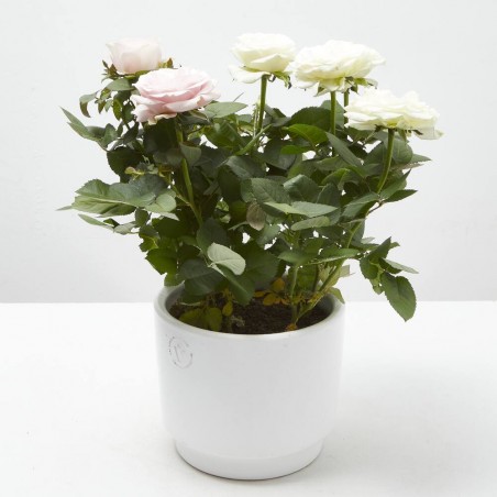 ROSAL DÚO AMORE M-14