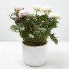 ROSAL DÚO AMORE M-14