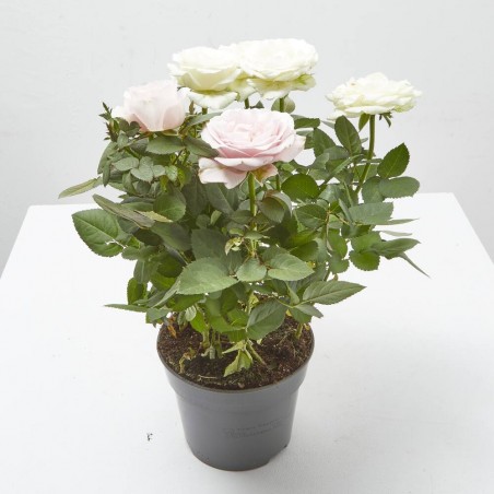 ROSAL DÚO AMORE M-14