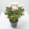 ROSAL DÚO AMORE M-14