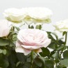 ROSAL DÚO AMORE M-14