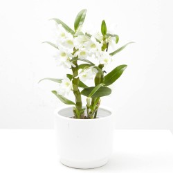 ORQUÍDEA DENDROBIUM NOBILE 2T C/COVER