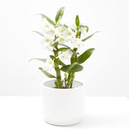 ORQUÍDEA DENDROBIUM NOBILE 2T C/COVER