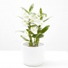 ORQUÍDEA DENDROBIUM NOBILE 2T C/COVER