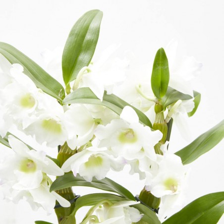 ORQUÍDEA DENDROBIUM NOBILE 2T C/COVER
