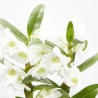 ORQUÍDEA DENDROBIUM NOBILE 2T C/COVER