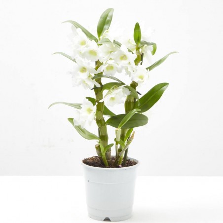 ORQUÍDEA DENDROBIUM NOBILE 2T C/COVER