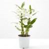 ORQUÍDEA DENDROBIUM NOBILE 2T C/COVER
