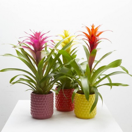 GUZMANIA HAPPY CON CUBRE SIENA M-12