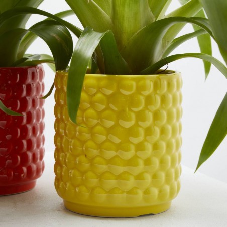 GUZMANIA HAPPY CON CUBRE SIENA M-12
