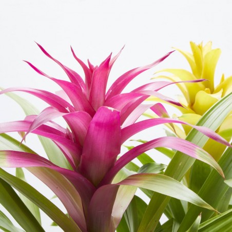 GUZMANIA HAPPY CON CUBRE SIENA M-12