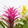 GUZMANIA HAPPY CON CUBRE SIENA M-12