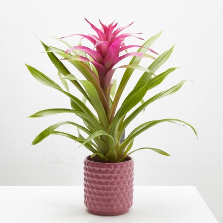 GUZMANIA HAPPY CON CUBRE SIENA M-12