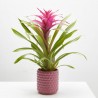 GUZMANIA HAPPY CON CUBRE SIENA M-12