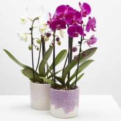 ORQUÍDEA PHALAENOPSIS CASCADA CON CUBRE BLOM M-12