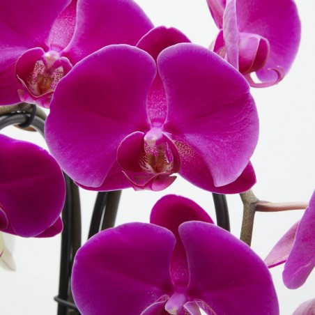 ORQUÍDEA PHALAENOPSIS CASCADA CON CUBRE BLOM M-12
