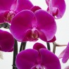 ORQUÍDEA PHALAENOPSIS CASCADA CON CUBRE BLOM M-12