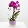 ORQUÍDEA PHALAENOPSIS CASCADA CON CUBRE BLOM M-12