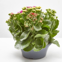 KALANCHOE TARRINA 23CM 5 COLORES