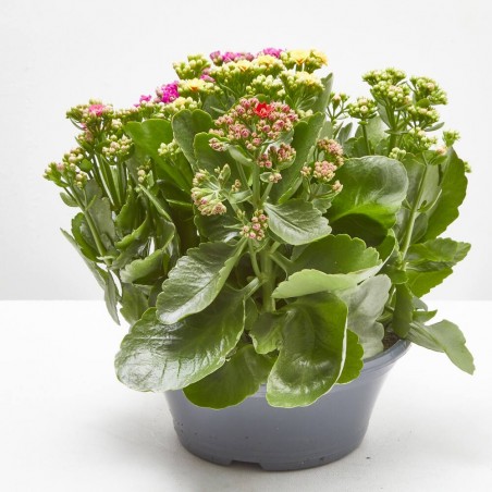 KALANCHOE TARRINA 23CM 5 COLORES