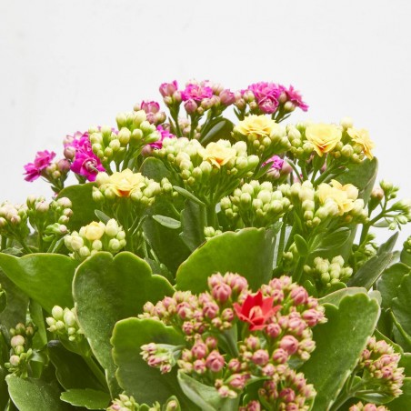 KALANCHOE TARRINA 23CM 5 COLORES