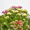 KALANCHOE TARRINA 23CM 5 COLORES