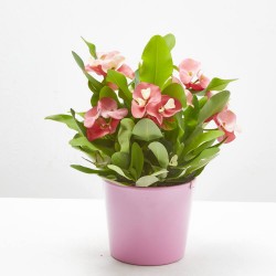EUPHORBIA CHARLOTTE ROSE MACETA 14CM
