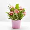 EUPHORBIA CHARLOTTE ROSE MACETA 14CM