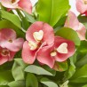EUPHORBIA CHARLOTTE ROSE MACETA 14CM