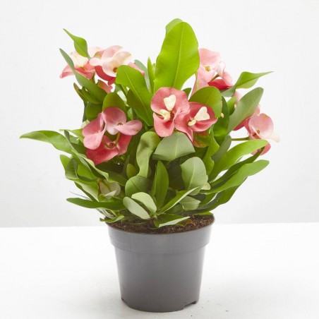 EUPHORBIA CHARLOTTE ROSE MACETA 14CM