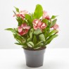 EUPHORBIA CHARLOTTE ROSE MACETA 14CM