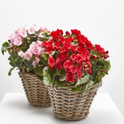 BEGONIA BETULIA M-19