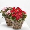BEGONIA BETULIA M-19