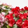 BEGONIA BETULIA M-19