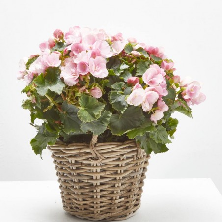 BEGONIA BETULIA M-19