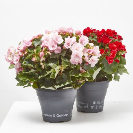 BEGONIA BETULIA M-19