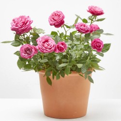 ROSAL NOLINA ROSA MACETA 3L
